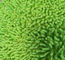 Microfiber 650gsm Green Chenille Kecil Dilipat 13 * 47cm Oxford Pocket Wet Mop Pads
